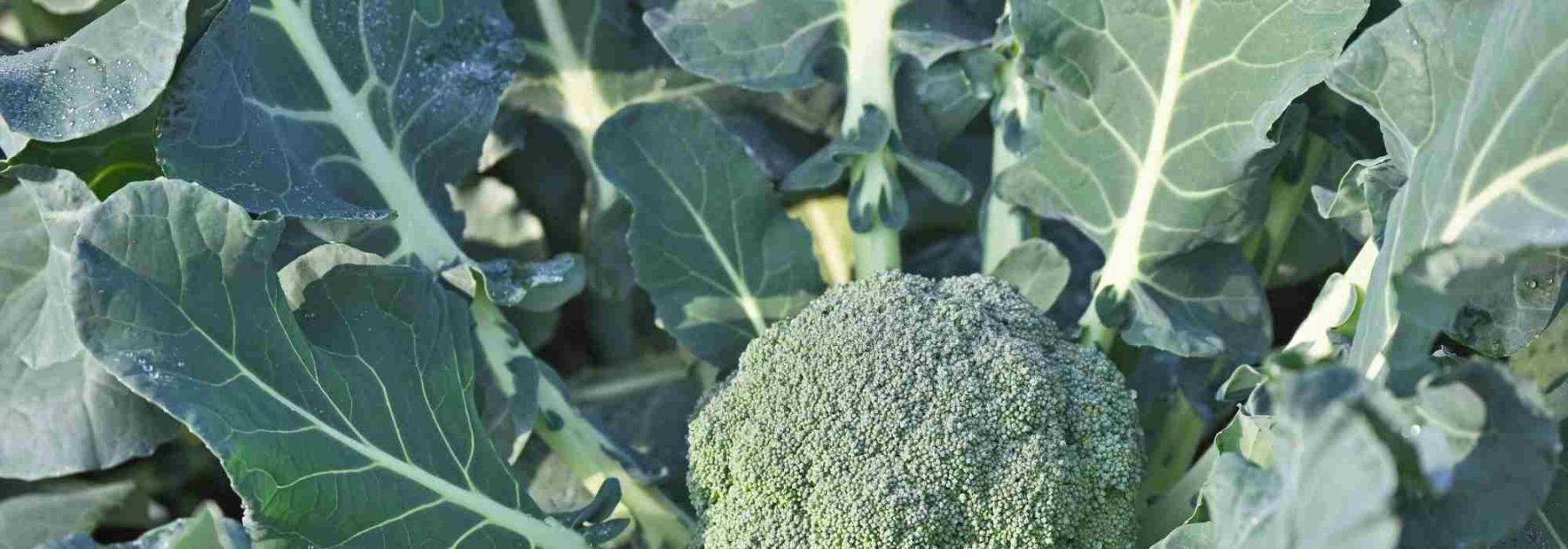 ¿Cómo elegir la mejor variedad de brócoli para el huerto?