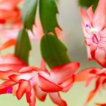Cactus de Navidad, Schlumbergera: cultivo y cuidados para una floración espectacular en invierno