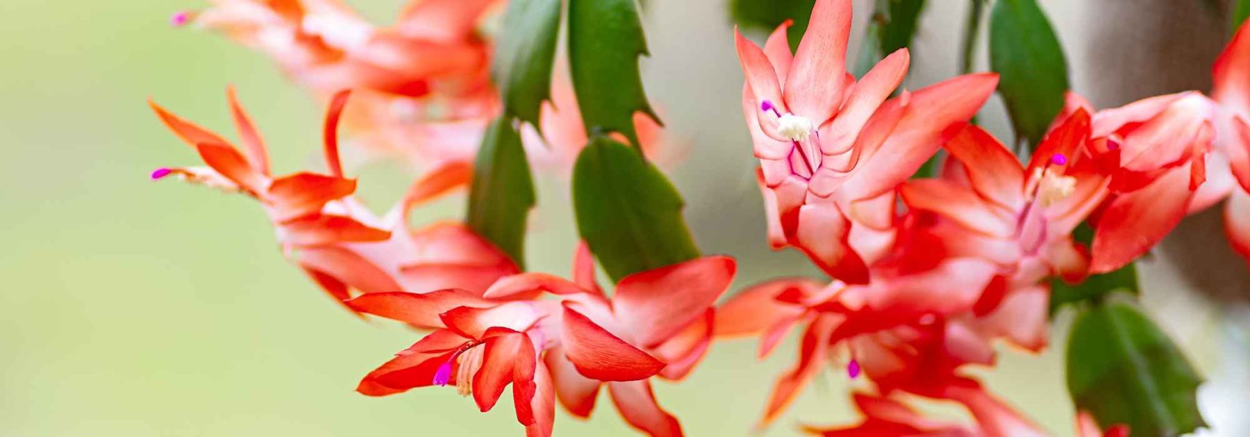 Cactus de Navidad, Schlumbergera: cultivo y cuidados para una floración espectacular en invierno
