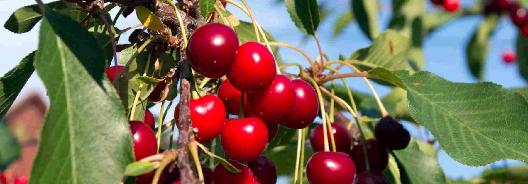 ¿Qué guindo plantar para cosechar guindas grandes y dulces?