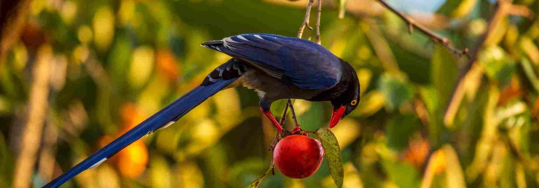 Malla protectora contra pájaros en un guinda: ¿cuándo y cómo instalarla?