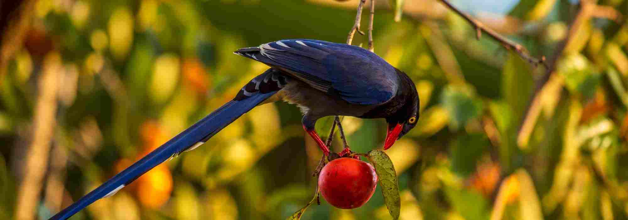 Malla protectora contra pájaros en un guinda: ¿cuándo y cómo instalarla?