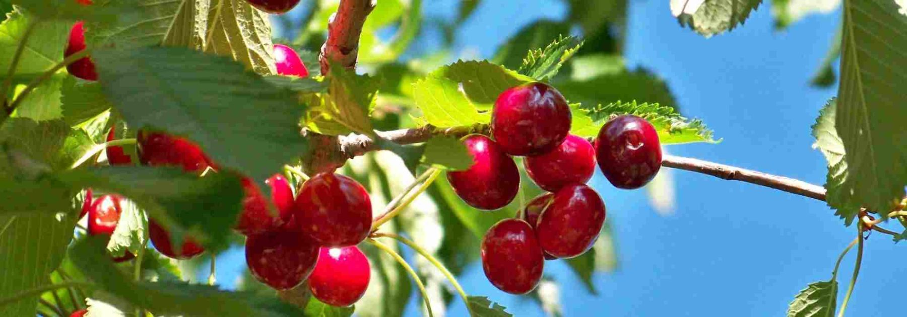 Los guindos autopolinizantes, perfectos para pequeños jardines