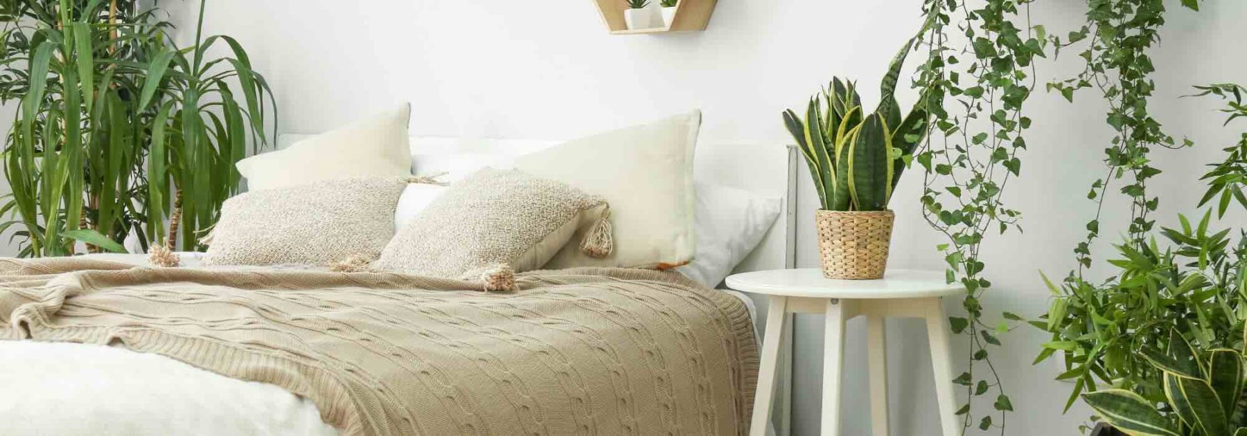 Las plantas de interior perfectas para un dormitorio: nuestra guía práctica