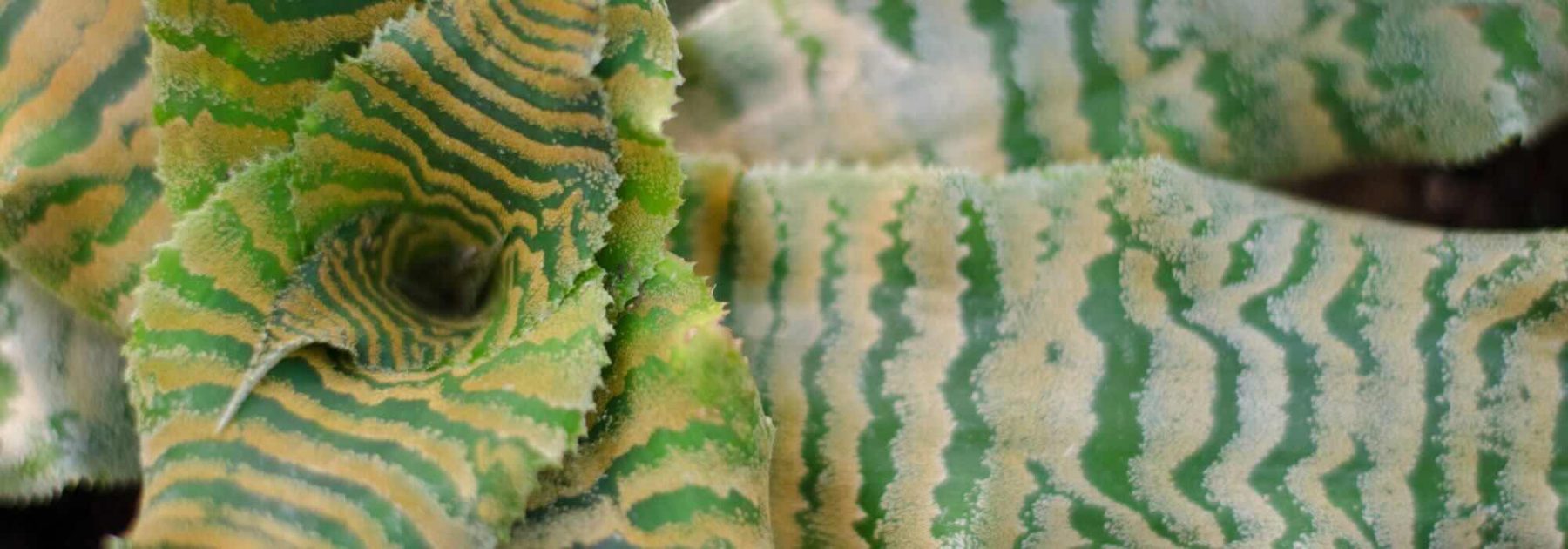 Cryptanthus: enfermedades, parásitos y problemas comunes de esta planta de interior