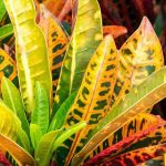 Croton: el cuidado de esta planta de interior a lo largo de las estaciones