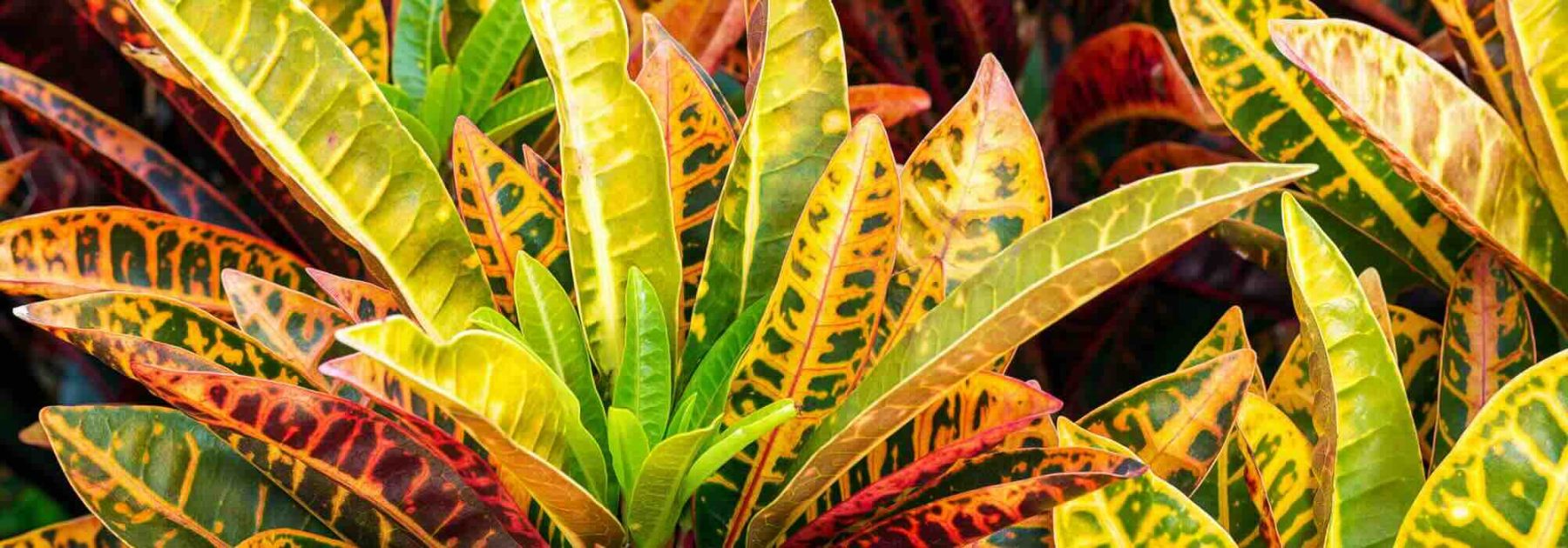 Croton: el cuidado de esta planta de interior a lo largo de las estaciones