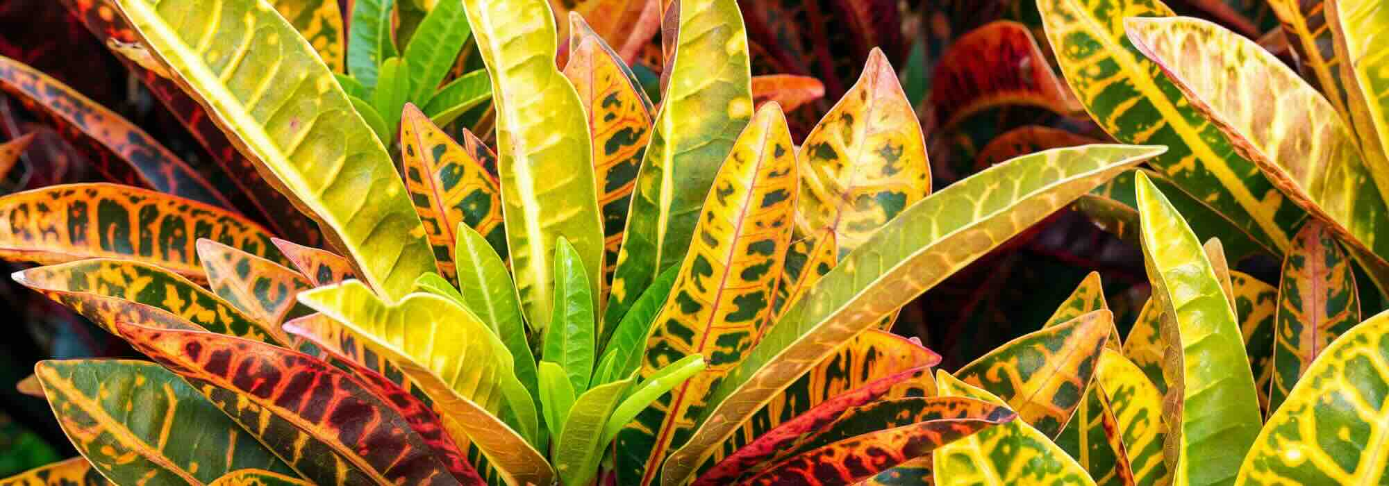 Croton: el cuidado de esta planta de interior a lo largo de las estaciones