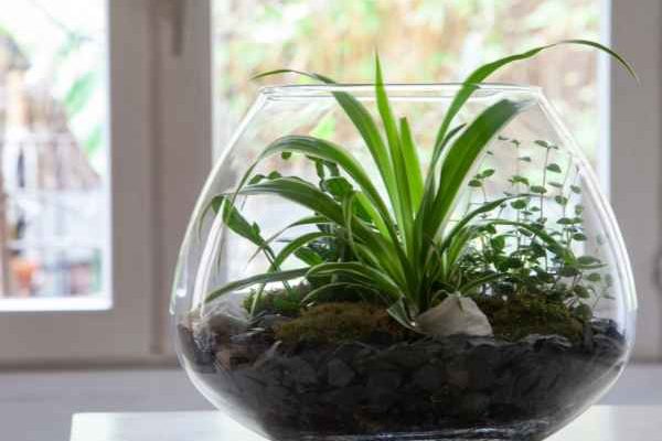 ¿Cómo hacer un terrario abierto?