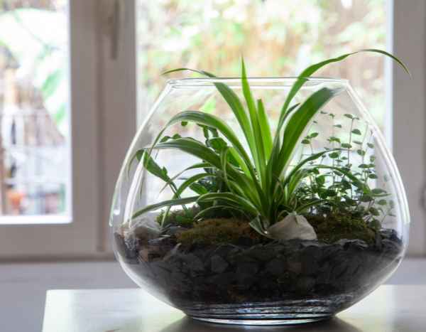 ¿Cómo hacer un terrario abierto?