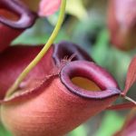 Drosera, Dionaea, Sarracenia… las grandes familias de plantas carnívoras