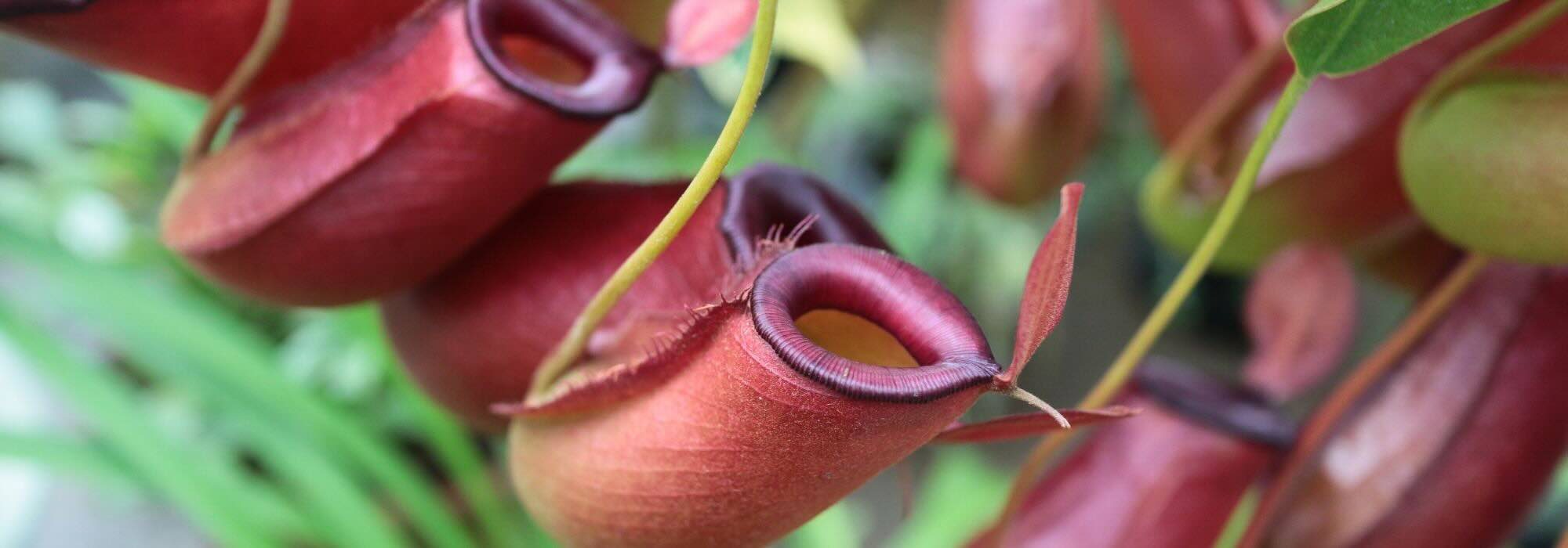 Drosera, Dionaea, Sarracenia… las grandes familias de plantas carnívoras