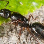 ¿Hormigas en tus macetas o al pie de tus plantas: qué hacer?