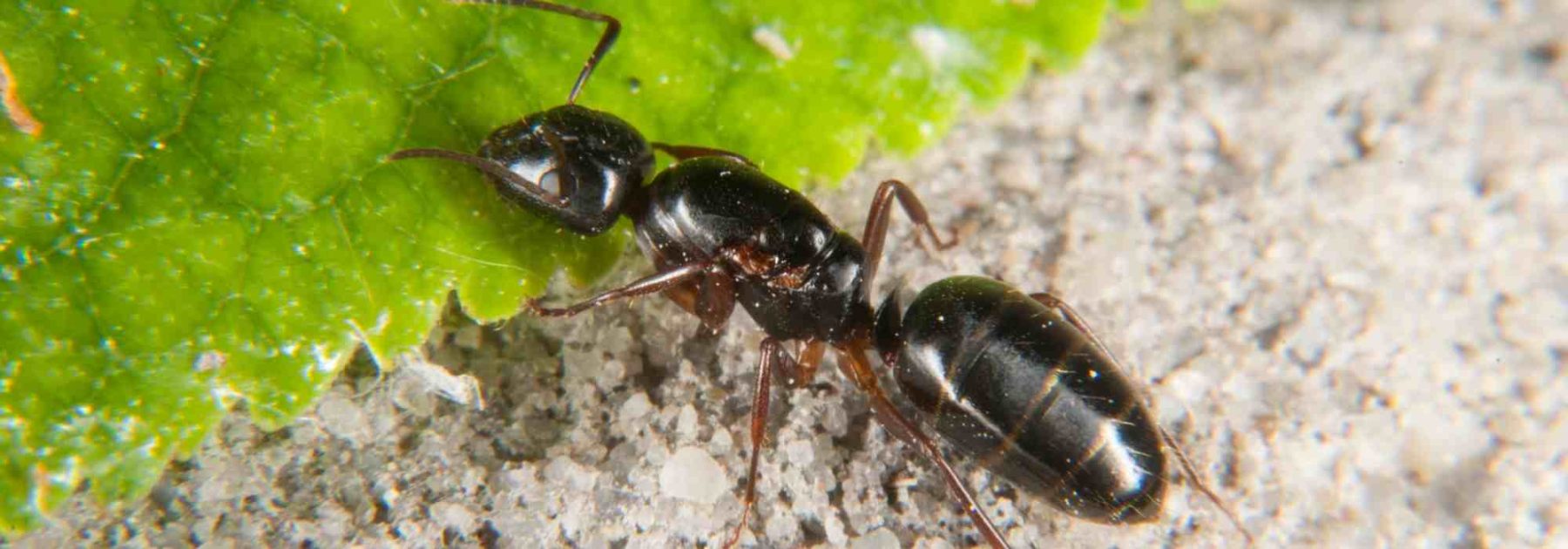 ¿Hormigas en tus macetas o al pie de tus plantas: qué hacer?