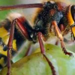 ¿Cómo proteger las cosechas de frutas de los avispones?