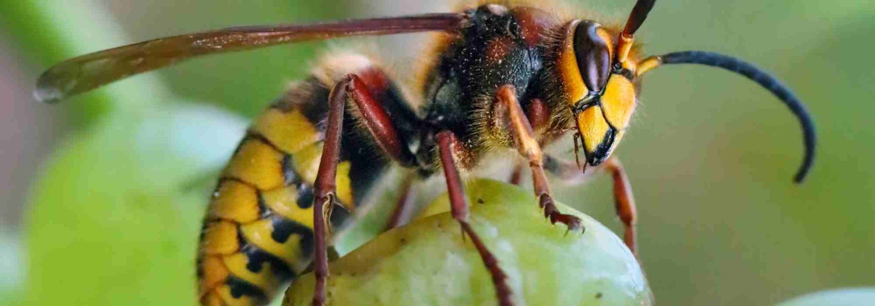 ¿Cómo proteger las cosechas de frutas de los avispones?