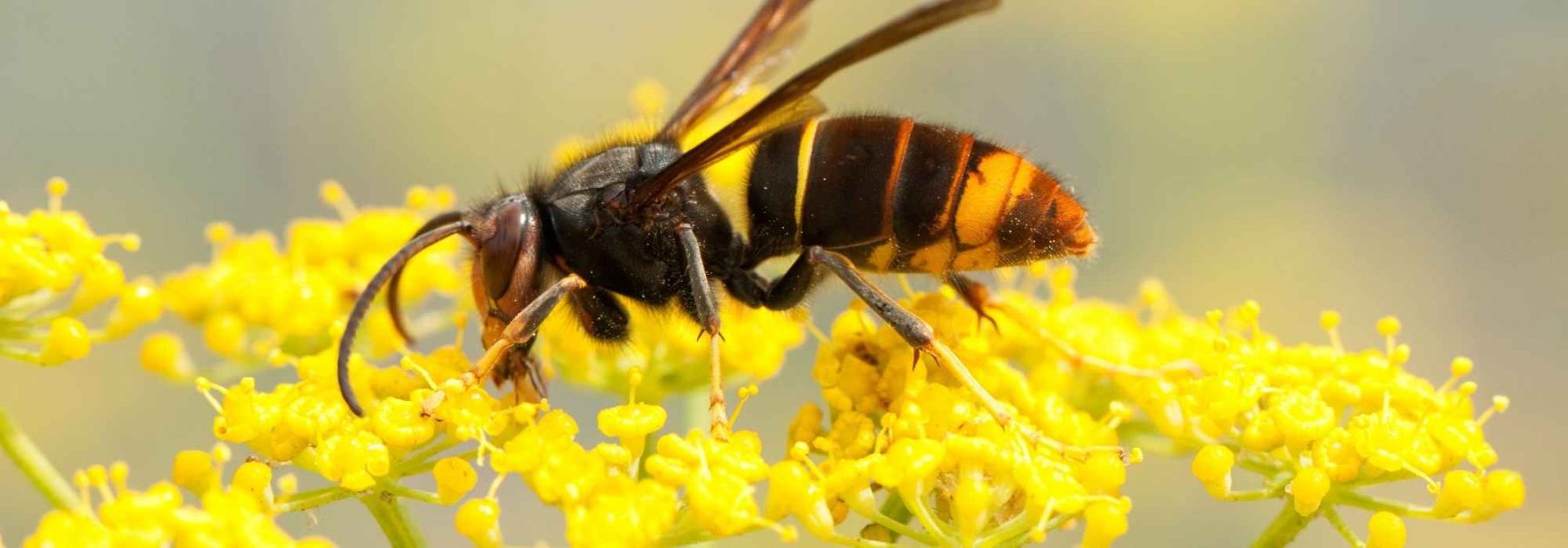 ¿Un nido de avispas en tu jardín: qué hacer?