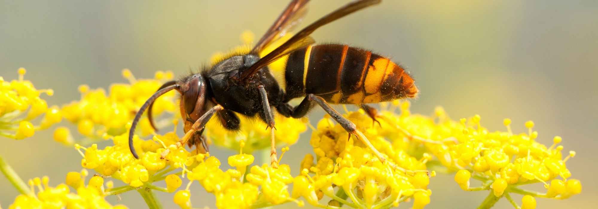 ¿Un nido de avispas en tu jardín: qué hacer?