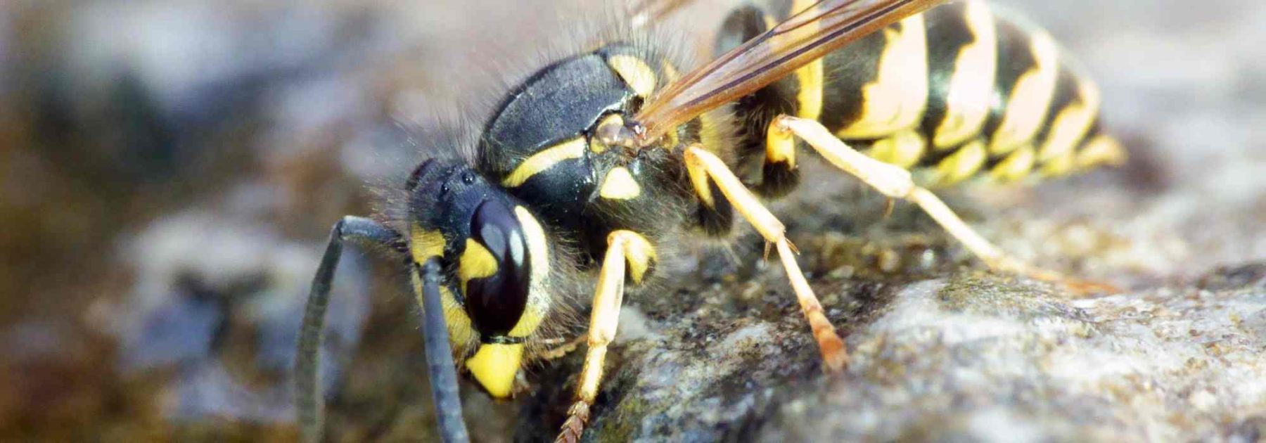 ¿Cómo limitar las avispas en el jardín sin dañar la diversidad?