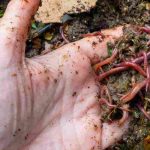 Los insectos del compost: los que hay que acoger, los que hay que limitar
