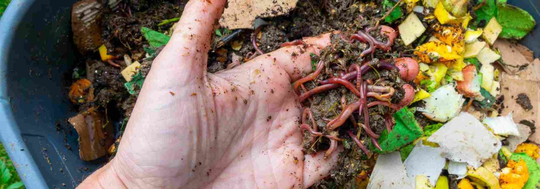 Los insectos del compost: los que hay que acoger, los que hay que limitar