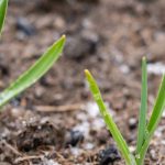 Santos de Hielo: qué se puede plantar antes y qué hay que plantar después