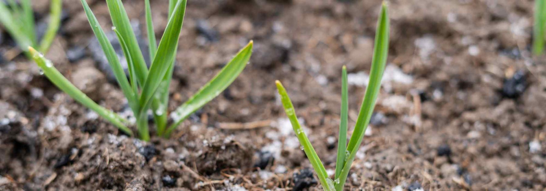 Santos de Hielo: qué se puede plantar antes y qué hay que plantar después