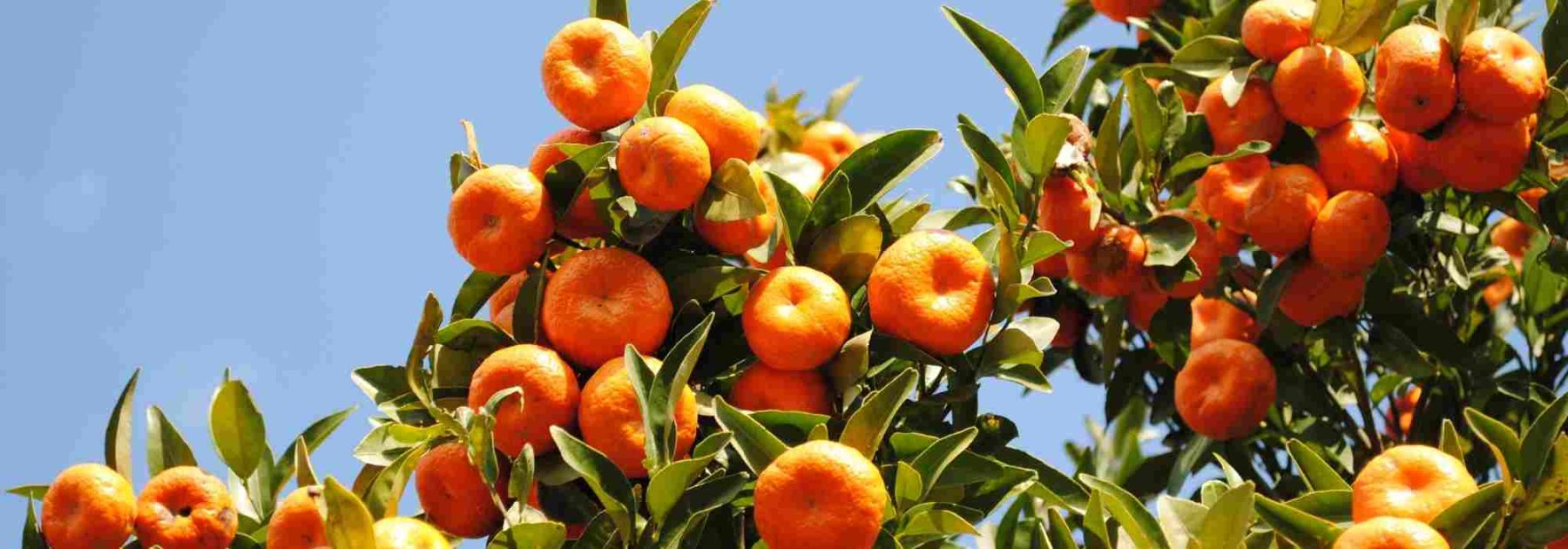 Las enfermedades y los parásitos más comunes de la mandarina híbrida