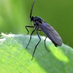Moscas del sustrato en las macetas: ¿cómo evitar eficazmente su proliferación?