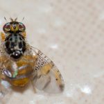 ¿Cómo combatir la mosca mediterránea de la fruta?