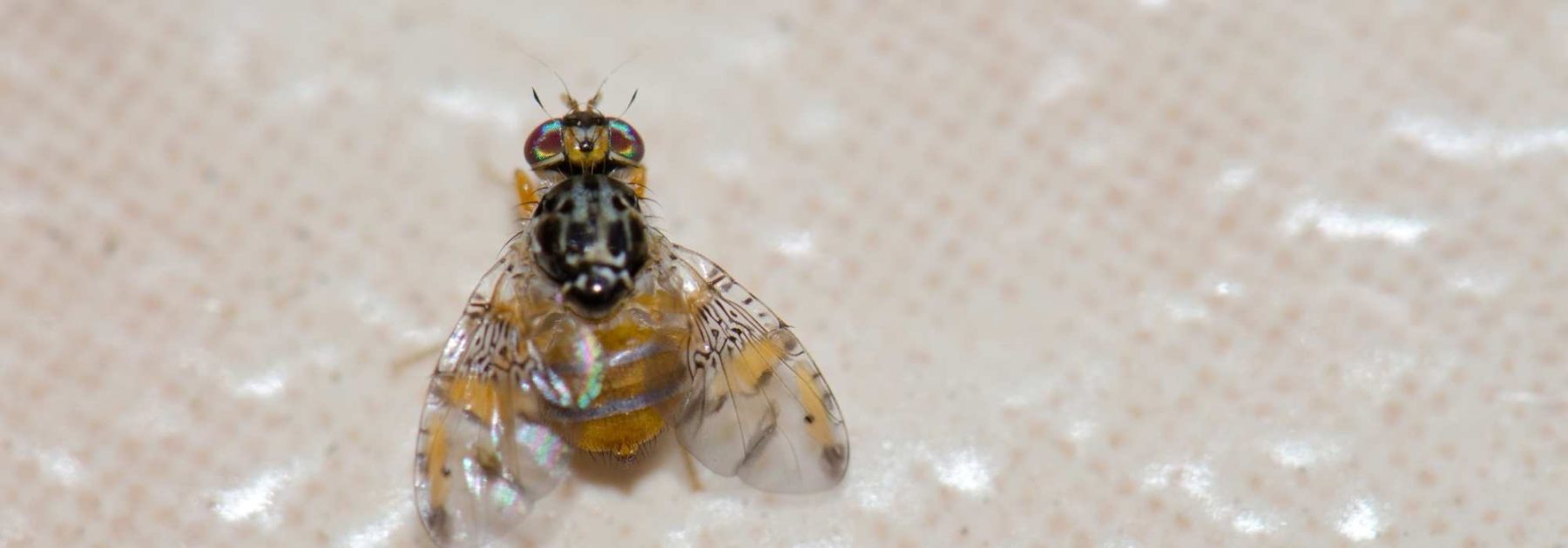 ¿Cómo combatir la mosca mediterránea de la fruta?