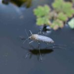 ¿Cómo combatir de forma natural los mosquitos en una charca?