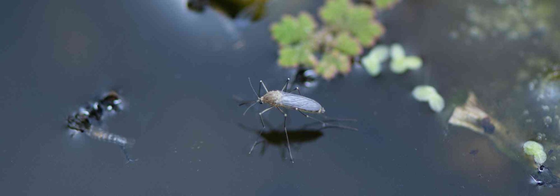 ¿Cómo combatir de forma natural los mosquitos en una charca?