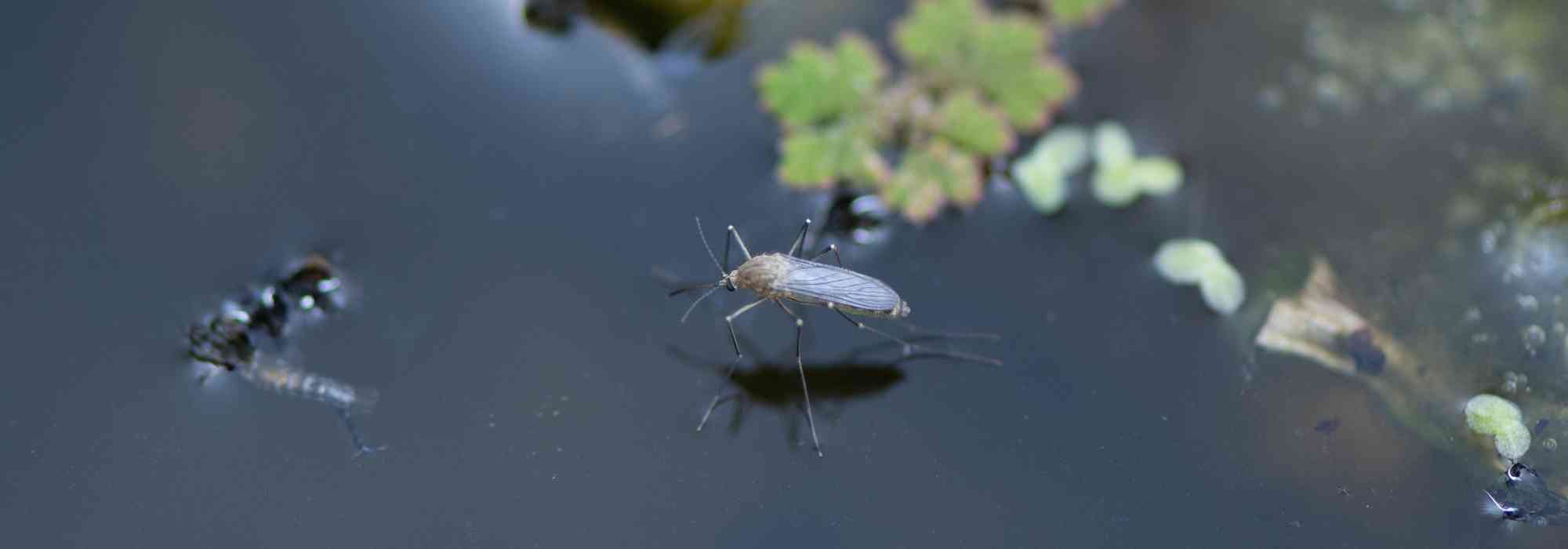 ¿Cómo combatir de forma natural los mosquitos en una charca?