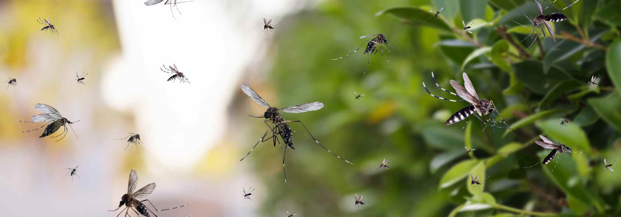¡Proliferación de mosquitos: cuidado con estos errores comunes de riego!