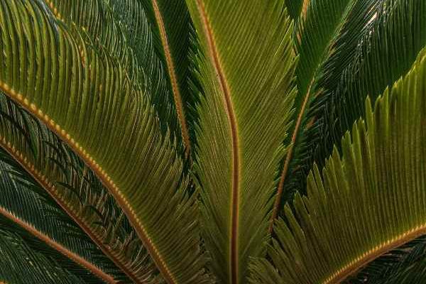 Cycas: ¿Cómo separar y replantar los nuevos brotes?
