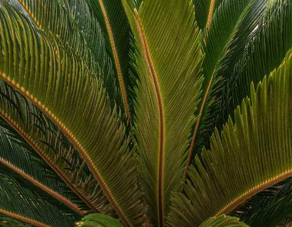 Cycas: ¿Cómo separar y replantar los nuevos brotes?