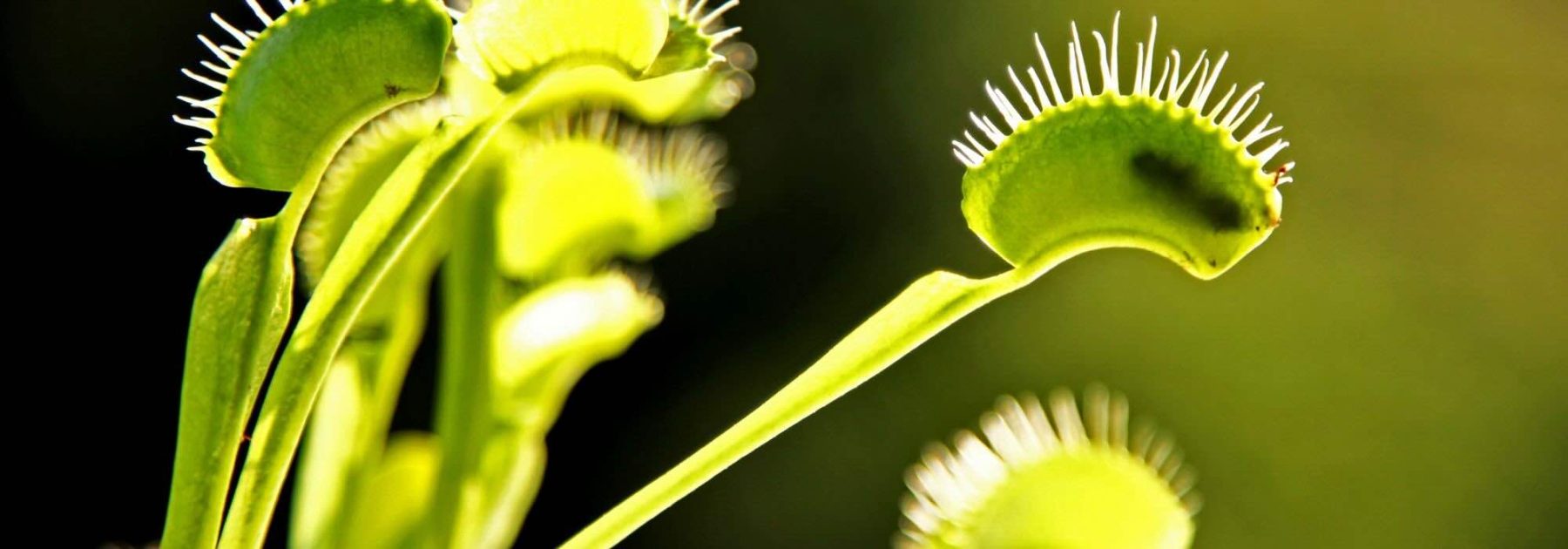 ¿Qué comen realmente las plantas carnívoras?