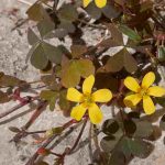 ¿El Oxalis está invadiendo tus macizos o macetas? Nuestras soluciones para eliminarlo.