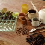 ¿Cómo trasplantar las miniplantas de interior sin equivocarse?