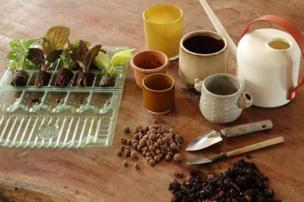 ¿Cómo trasplantar las miniplantas de interior sin equivocarse?