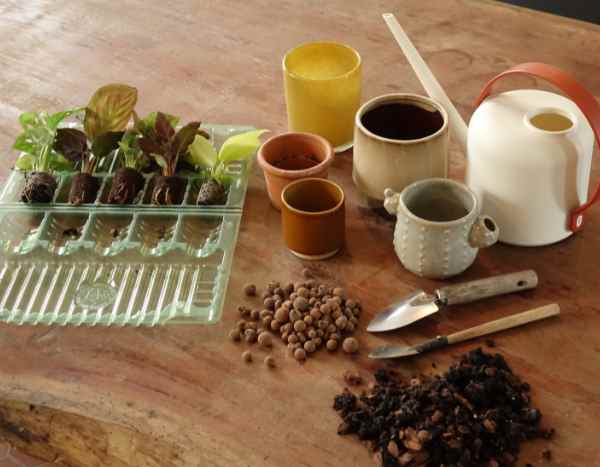 ¿Cómo trasplantar las miniplantas de interior sin equivocarse?