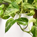 Las plantas de interior indestructibles: 7 apuestas seguras para un interior frondoso sin complicaciones