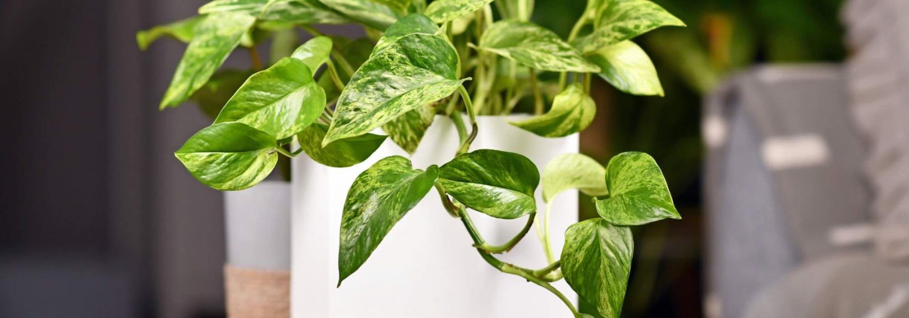 Las plantas de interior indestructibles: 7 apuestas seguras para un interior frondoso sin complicaciones