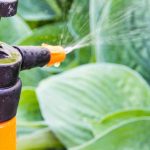 Jardinería para principiantes: Tratar y prevenir las enfermedades de las plantas del jardín
