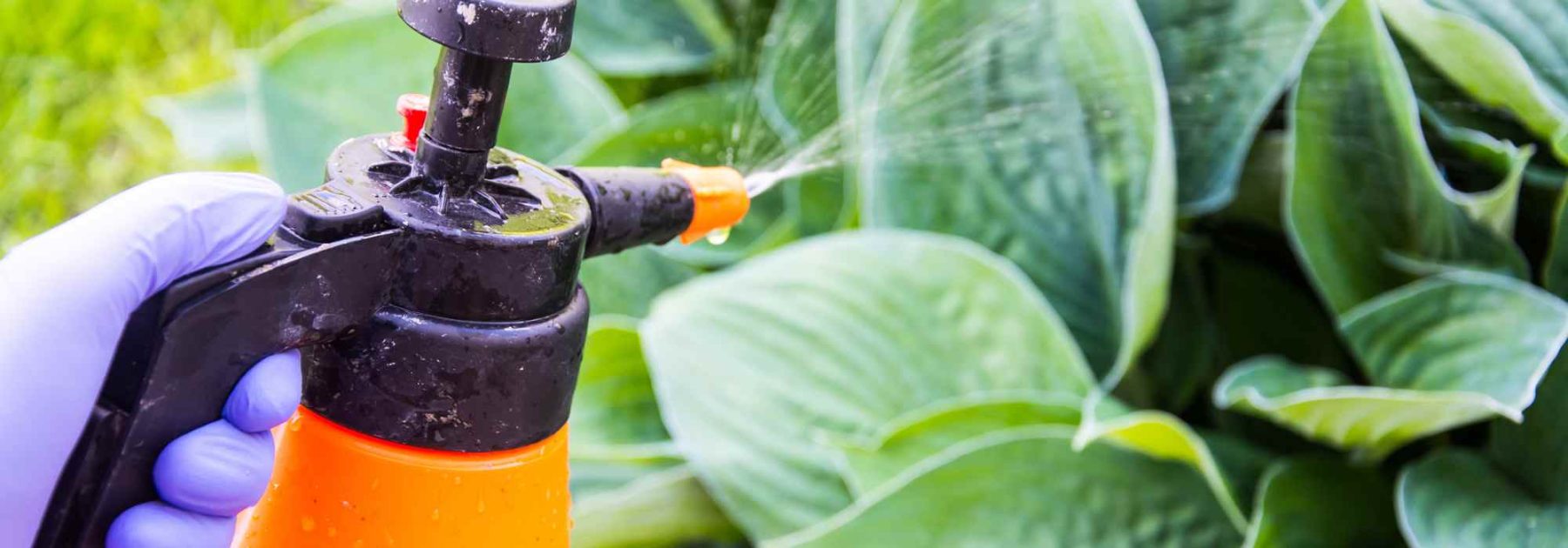 Jardinería para principiantes: Tratar y prevenir las enfermedades de las plantas del jardín
