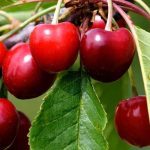 Los guindos enanos, perfectos para balcones, terrazas y pequeños espacios