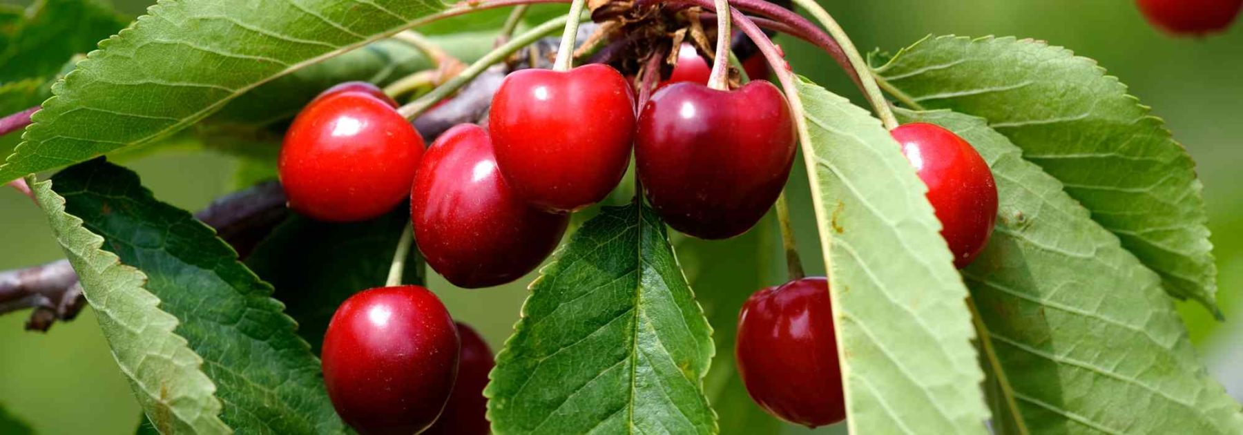 Los guindos enanos, perfectos para balcones, terrazas y pequeños espacios