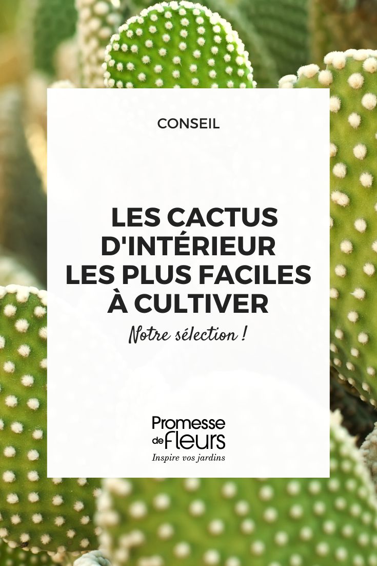 Cactus de interior: las especies más fáciles de cultivar Cactus Opuntia