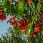 ¿Cuándo y cómo podar un cerezo sin comprometer la cosecha?